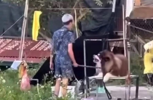 Hình ảnh ghi lại cảnh chú chó Alaska bị nam thanh niên đánh đập dã man. Ảnh: Mạng xã hội facebook