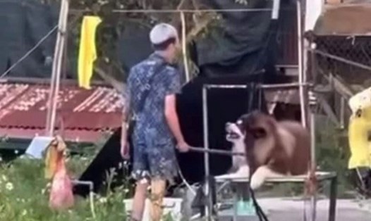 Không cấp phép hoạt động chụp hình với chó Alaska ở Đà Lạt Image hình ảnh hình ảnh Oanh - Không cấp phép hoạt động chụp hình với chó Alaska ở Đà Lạt