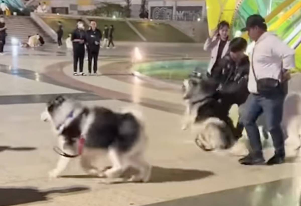 The image of a dog being brutally beaten made the public angry. Photo: Screenshot