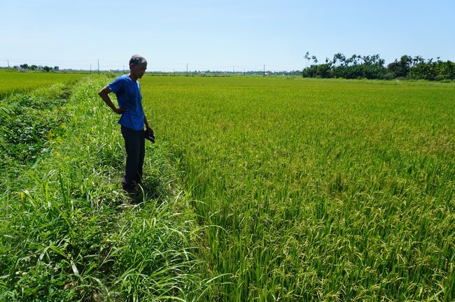 Sau 7 năm dồn điền đổi thửa, 1.800m2 đất lúa của gia đình ông Lý Văn Quang ở thôn Chú Tượng, xã Đức Hiệp, huyện Mộ Đức, tỉnh Quảng Ngãi vẫn chưa được cấp sổ đỏ. Ảnh: Viên Nguyễn