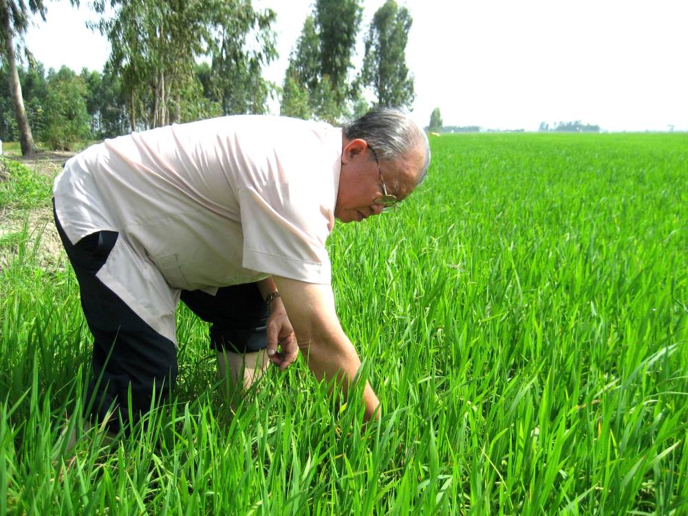 Beautiful image of scientist Vo Tong Xuan in the hearts of the people of the Mekong Delta. Photo: Luc Tung