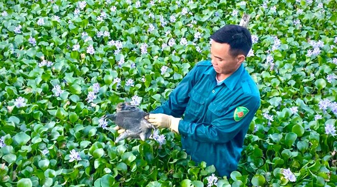 Nông dân ồ ạt chuyển sang nuôi ba ba, thu nhập nửa tỉ đồng