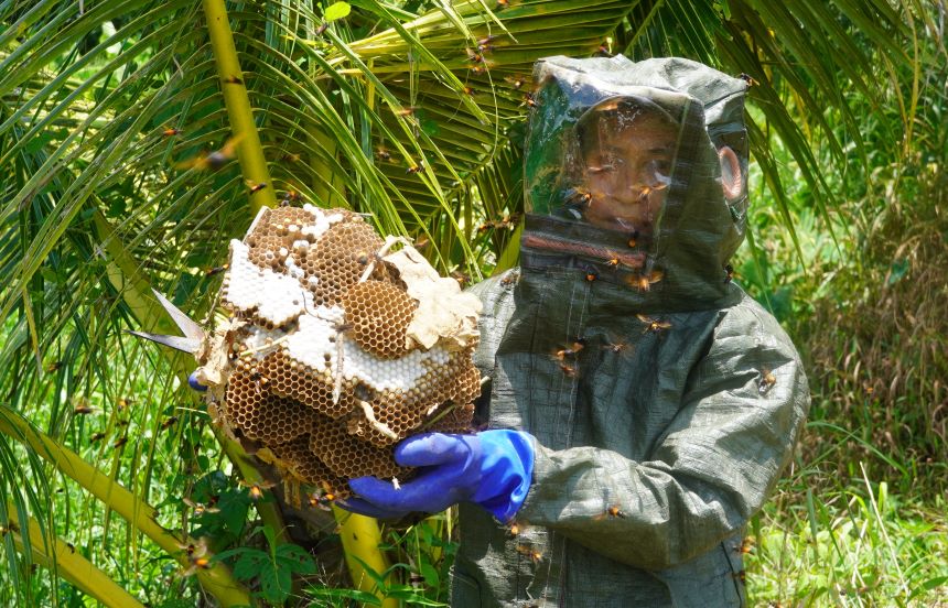 Anh Huỳnh Thanh Phương vừa thu hoạch ong vò vẽ