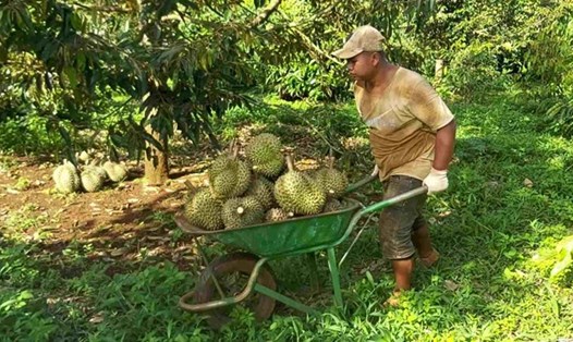 Người dân và doanh nghiệp đang có sự nhầm lẫn giữa thương hiệu sầu riêng và nhãn hiệu sầu riêng. Ảnh: Bảo Trung