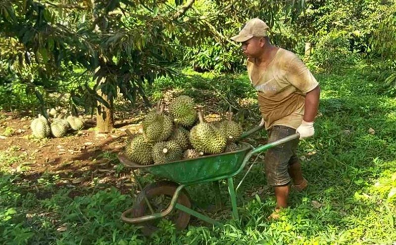 Người dân và doanh nghiệp đang có sự nhầm lẫn giữa thương hiệu sầu riêng và nhãn hiệu sầu riêng. Ảnh: Bảo Trung