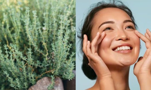 Cỏ xạ hương rất tốt cho làn da. Nguồn ảnh: Adobe Stock