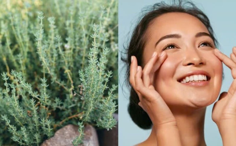 Cỏ xạ hương rất tốt cho làn da. Nguồn ảnh: Adobe Stock