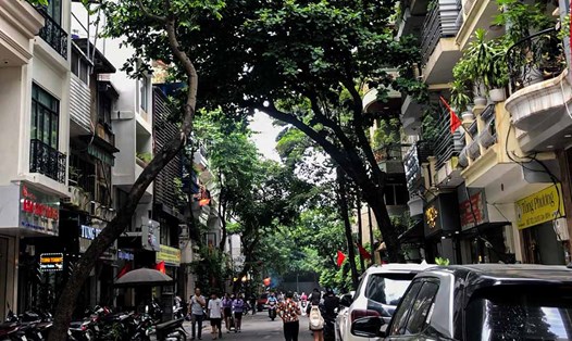 Nguy cơ gãy đổ từ các hàng cây xiêu vẹo ở Hà Nội