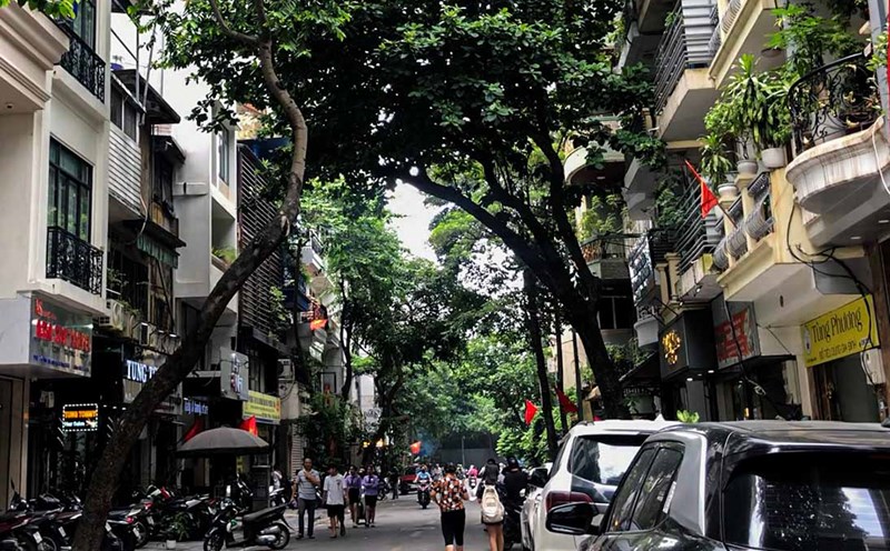 Nguy cơ gãy đổ từ các hàng cây xiêu vẹo ở Hà Nội