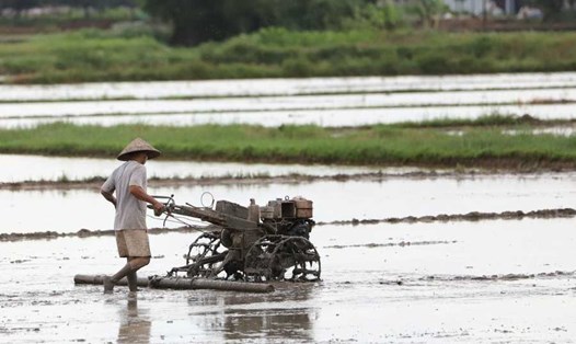 Chuyển đổi quyền sử dụng đất nông nghiệp được quy định tại khoản 1 Điều 30 Nghị định 101/2024/NĐ-CP. Ảnh: Phan Anh