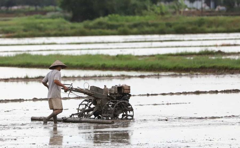Chuyển đổi quyền sử dụng đất nông nghiệp được quy định tại khoản 1 Điều 30 Nghị định 101/2024/NĐ-CP. Ảnh: Phan Anh
