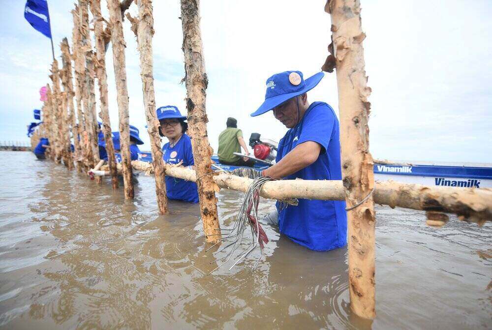 Vinamilk employees participate in the project to regenerate 25 hectares of mangrove forest at Dat Mui Ca Mau National Park. Photo: Vinamilk