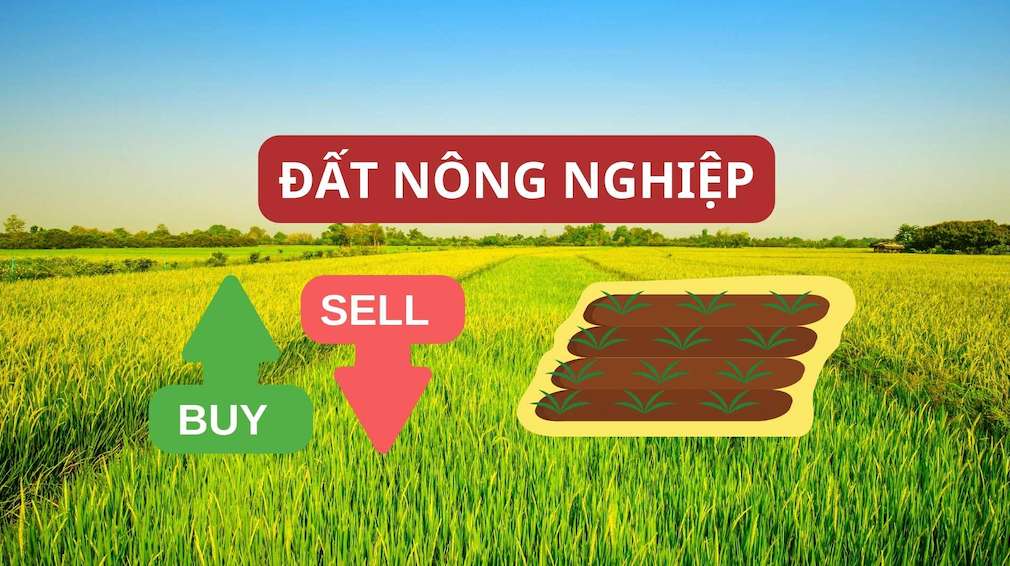 2 thay đổi về mua bán đất nông nghiệp từ tháng 8.2024. Đồ họa: Trần Hương