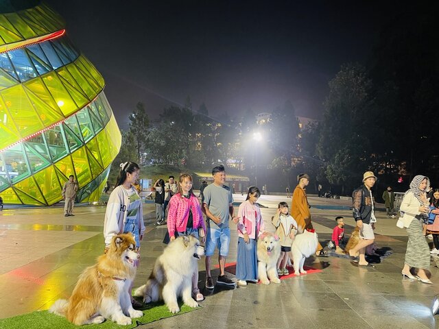 Dogs sit obediently for tourists to take photos in Da Lat City. Photo: Mai Huong