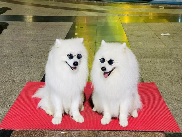 Đà Lạt đã chấm dứt dịch vụ chụp ảnh với thú cưng. Ảnh: Mai Hương
