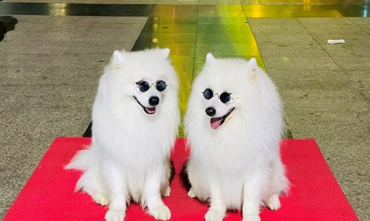 Đà Lạt đã chấm dứt dịch vụ chụp ảnh với thú cưng. Ảnh: Mai Hương