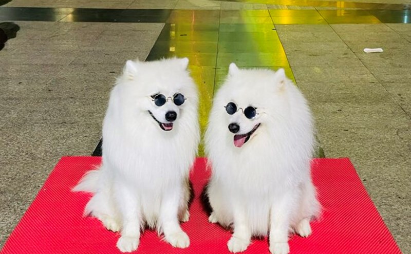 Đà Lạt đã chấm dứt dịch vụ chụp ảnh với thú cưng. Ảnh: Mai Hương