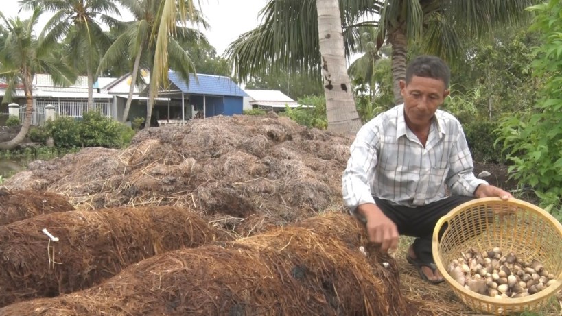 Mr. Danh Then harvests straw mushrooms. Photo: Xuan Nhi