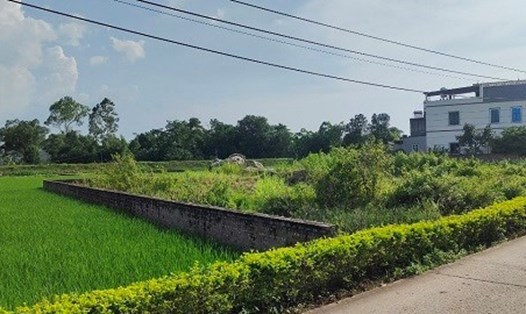 Theo quy định mới, có thể tích tụ đất nông nghiệp thông qua phương thức nhận góp vốn bằng quyền sử dụng đất nông nghiệp. Ảnh: Minh Hạnh