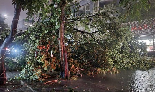 Hà Nội: Mưa to gió lớn giữa đêm, hàng loạt cây cối gãy đổ