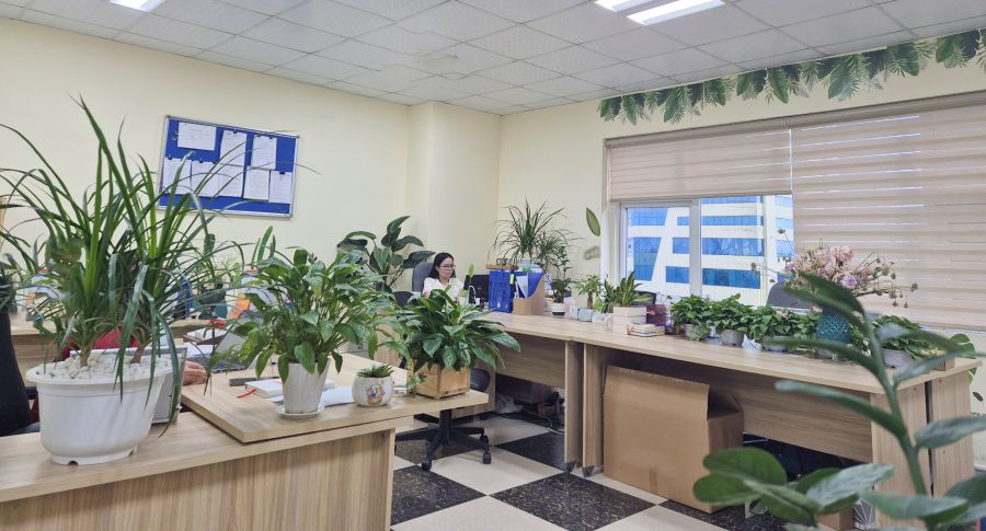 Many young people today tend to "green" their workspace. Photo: Khuong Duy