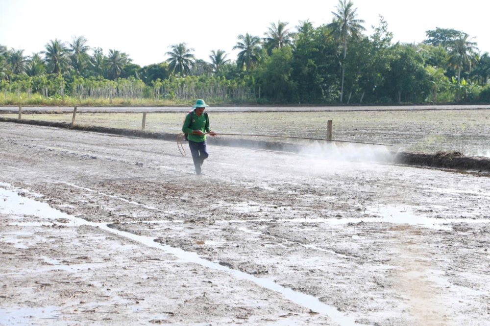 Farmers in low-lying areas sowing Fall-Winter rice are susceptible to the risk of flooding, falling, and post-harvest loss. Photo: Phuong Anh