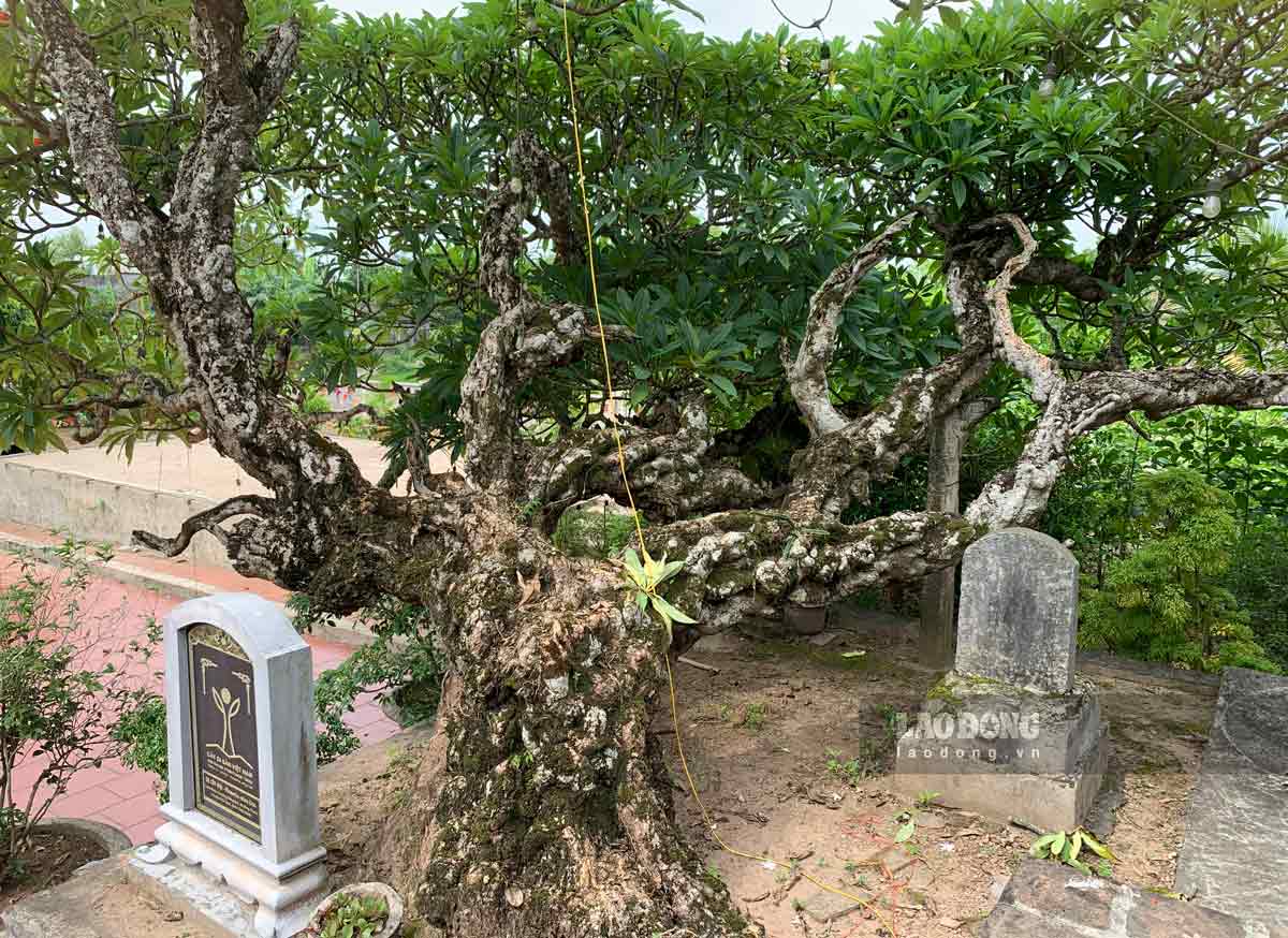 Two ancient trees are located on both sides of the pagoda