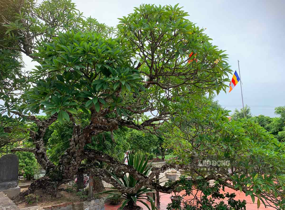 Phuc Son Pagoda in Dong Dai village (Dong Thanh commune, Vu Thu district, Thai Binh province) is thousands of years old and was built on a high mound. Around the pagoda there are many lush old trees, one of which is a pair of nearly 700-year-old frangipani trees.