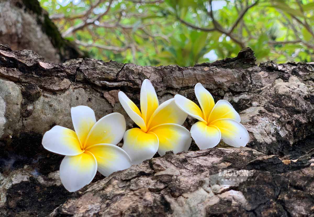 In season, the flowers radiate a fragrant scent, blooming white in full branches, falling white on the mossy brick yard.