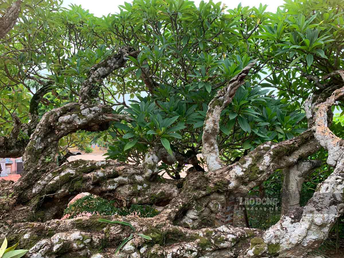 According to preserved documents, the two frangipani trees were planted in the year Canh Thin 1348. The roots are rough, the branches are curved like flying dragons or dancing phoenixes, the foliage covers 9 up and down steps and the entire estimated yard surface. about 360 m2, in season the flowers radiate a fragrant scent, bloom white with full branches, and fall white on the mossy brick yard.