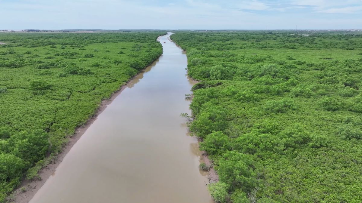 Close-up of Tien Hai Wetland Nature Reserve. Photo: Nam Hong