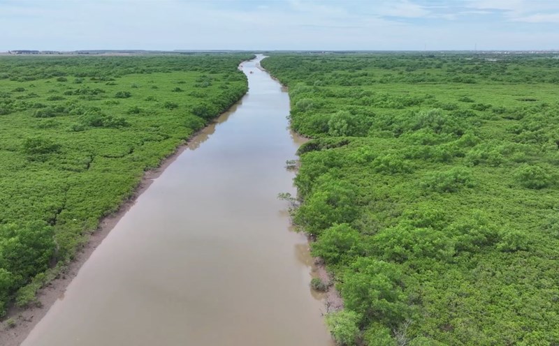 Khu bảo tồn thiên nhiên đất ngập nước Tiền Hải có tổng diện tích 12.500ha. Ảnh: Nam Hồng