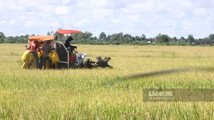 Cần có giải pháp phát triển lương thực phát thải thấp ở ĐBSCL. Ảnh: Phương Anh