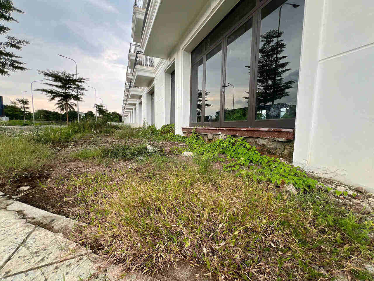 The grounds of many abandoned villas are overgrown with grass and trees. Photo: Dang Tinh