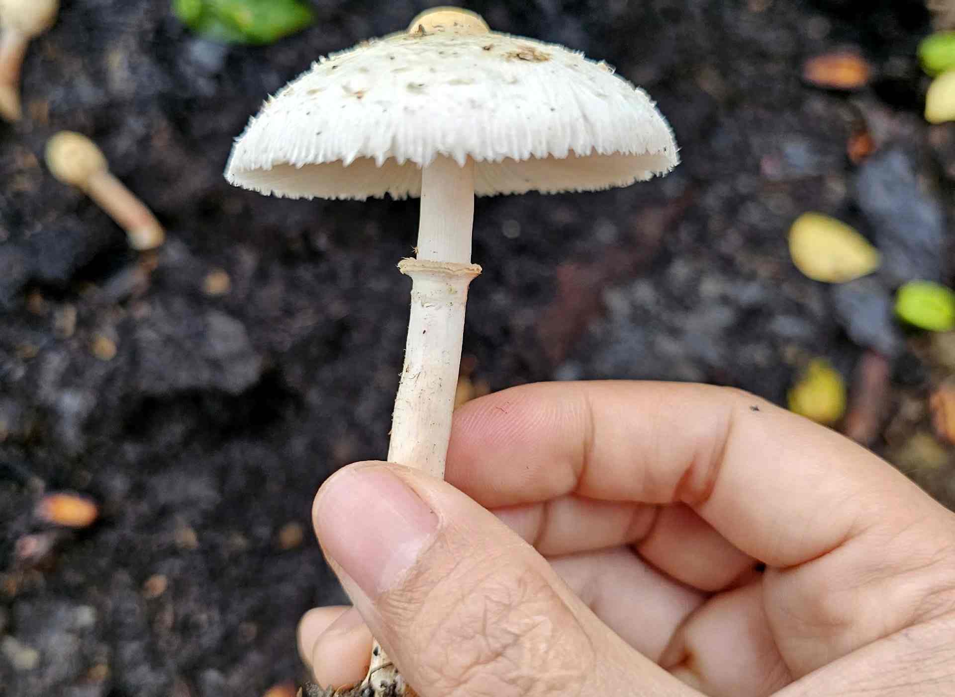 Một số người dân ở Đắk Nông đã bị ngộ độc, suýt mất mạng vì ăn phải cây rừng, nấm lạ. Ảnh: Thanh Quỳnh