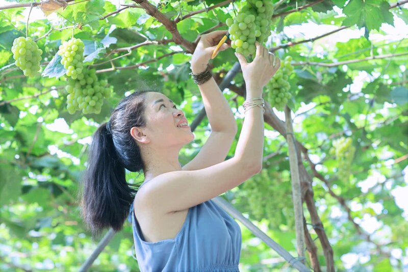 Visitors can experience picking ripe grapes by hand. Photo: Provided by the gardener.