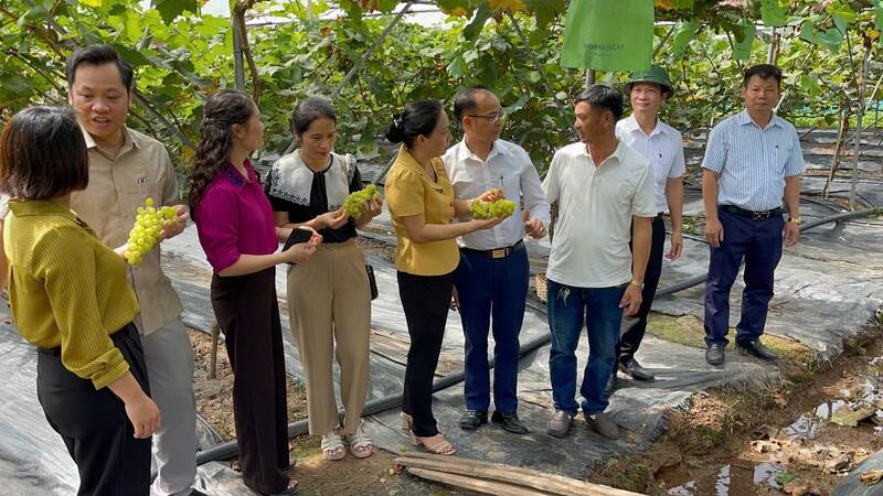 Mô hình trồng nho kết hợp du lịch trải nghiệm của ông Nguyễn Hữu Hùng được nhiều nơi đến tham quan học tập kinh nghiệm. Ảnh: Nhà vườn cung cấp. 