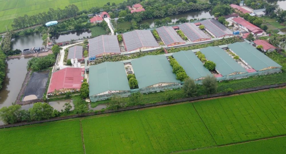 Trang trại tổng hợp Đông Hòa có quy mô, diện tích hàng chục ha ở xã Đông Á (huyện Đông Hưng, tỉnh Thái Bình) bị phản ánh gây ô nhiễm môi trường. Ảnh: Nam Hồng