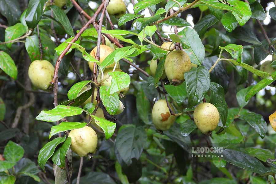 This year's cat apples are affected by pests and heavy rain, causing low productivity.