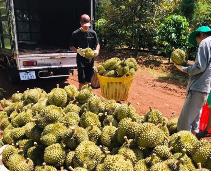 Vietnamese durian opens up great opportunities for Vietnam's agricultural export industry. Photo: Bao Trung