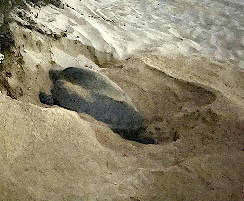 Mother turtle lays eggs at Hon Cau in the early morning of August 26. Photo: Hon Cau Nature Reserve