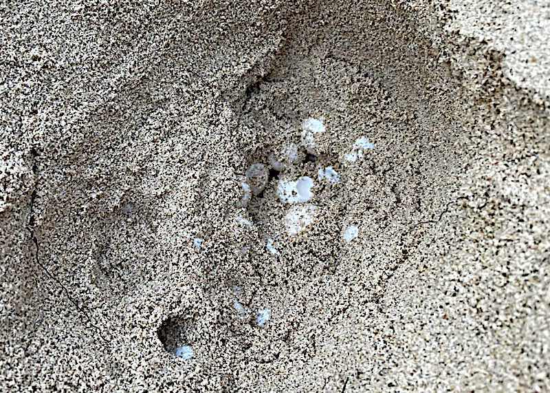 Turtle eggs under the nest. Photo: Hon Cau Nature Reserve