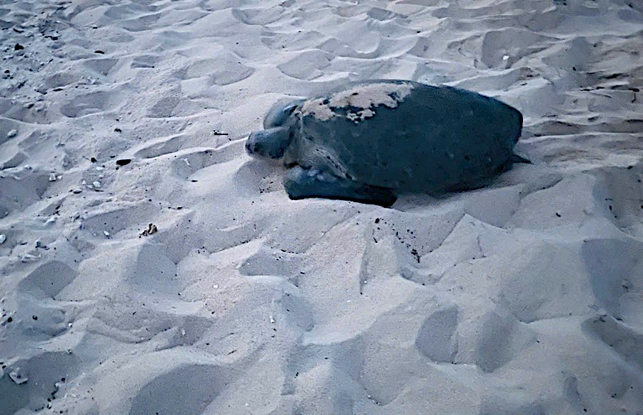 Mother turtles return to the sea after laying eggs. Photo: Hon Cau Nature Reserve