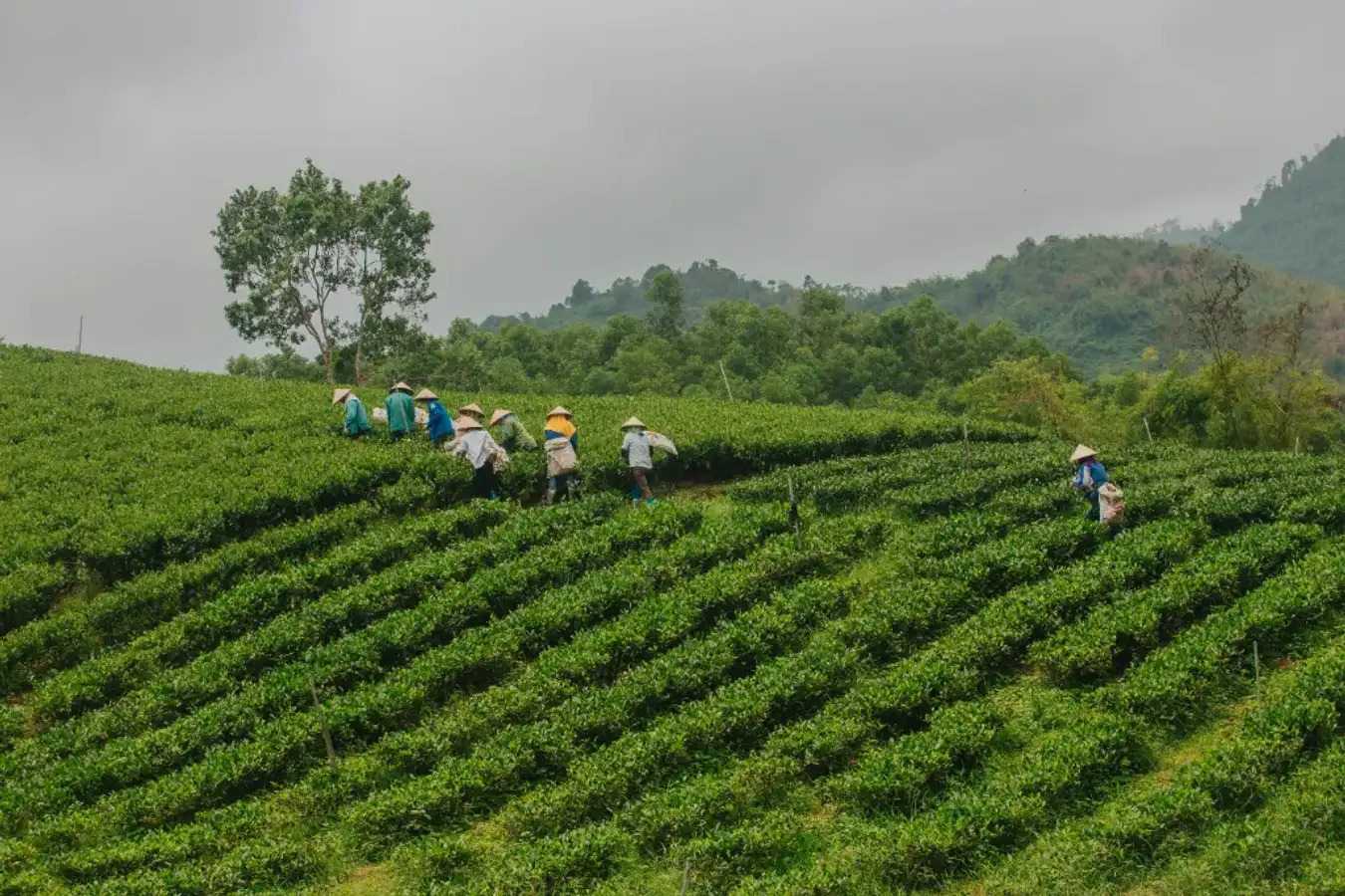Người dân thu hoạch chè ở La Bằng. Ảnh: Xuân Phương