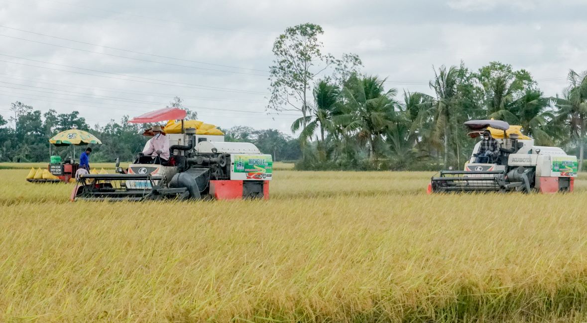 Taking advantage of the sunny, dry weather, many households in My Tu district (Soc Trang province) went to the fields to urgently harvest rice. This year's Summer - Fall rice crop, the locality sowed more than 23,000 hectares, currently over 80% has been harvested, the average yield is estimated at 6 tons/ha.