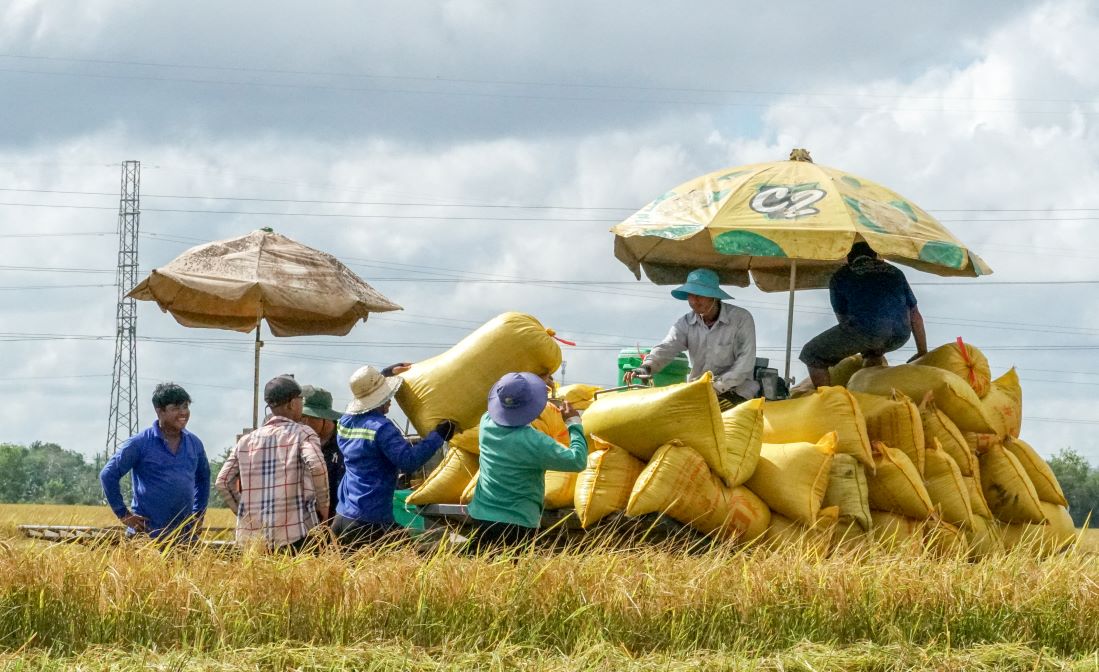 According to the Department of Crop Production and Plant Protection of Soc Trang province, in the 2024 Summer-Autumn rice crop, the whole province sowed 140,436 hectares, harvested about 47,000 hectares, the average yield is estimated at 56.4 tons/ha, output 262,412 tons. Expected complete harvest at the end of October.