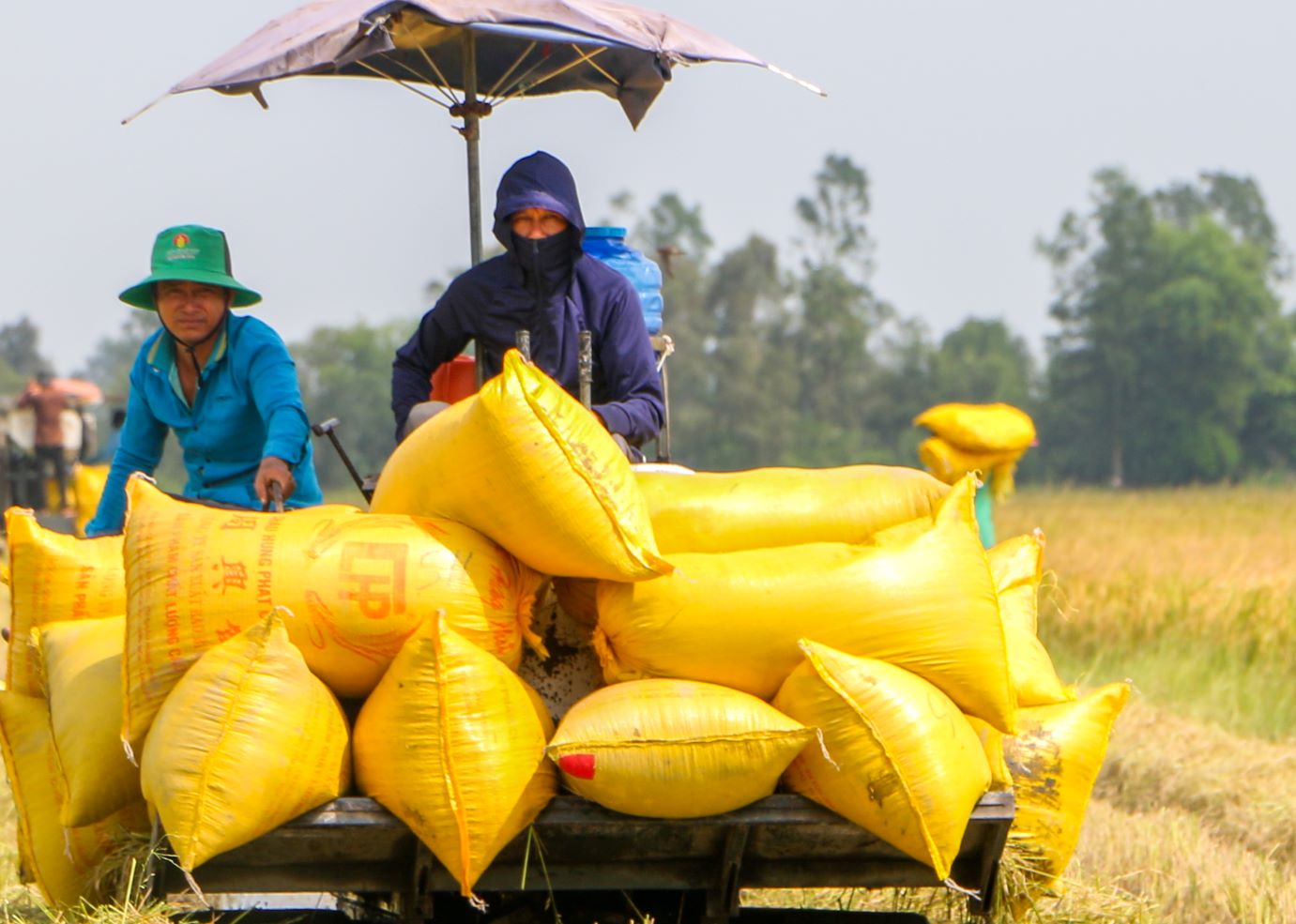 In Nga Nam town (Soc Trang province), many field owners also urgently rent combine harvesters to harvest rice. In the Summer-Autumn 2024 crop, the whole town sowed 18,500 hectares, currently nearly 100% of the area has been harvested, the average yield is 55.5 tons/ha, an increase of 3.5 tons compared to the Summer-Autumn 2023 crop.