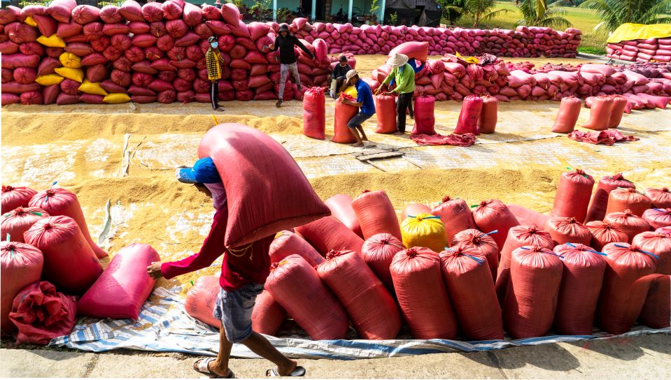 Mr. Nguyen Van Hong's family in My Binh commune, Nga Nam town said: The price of fresh rice in the field is 600 - 1,000 VND/kg higher than the same period last year. In addition, production costs for this crop decreased by 1 - 2 million VND/ha, so after deducting costs, the profit was over 30 million VND/ha, an increase of over 10 million VND compared to previous Summer-Autumn crops.