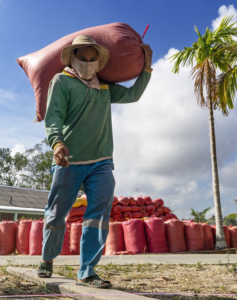 According to actual records, rice prices are currently tending to increase slightly. Currently, the price of regular rice ranges from 7,800 - 8,000 VND/kg, the price of light fragrant rice ranges from 8,200 - 8,400 VND/kg and the price of specialty rice ranges from 8,600 - 9,400 VND/kg. With current rice prices, rice farmers' profits have increased by 20-30% over the same period.