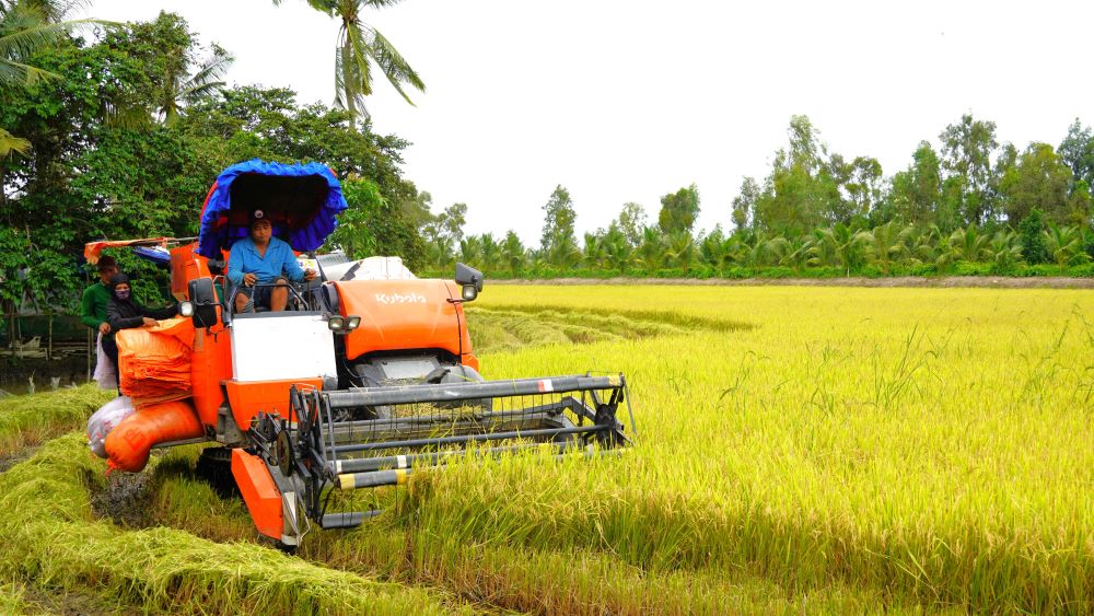 Mr. Le Van Banh in My Tu commune, My Tu district said that this season his family produced 7,000 square meters of rice. Due to the impact of heavy rain, the rice harvest was 3 days late, a part of the rice area was collapsed, but the yield still reached over 7 tons/ha, an increase of 1 ton over the same period. Fresh rice sold in the field costs 7,200 VND/kg. "Compared to previous summer-autumn crops, this crop is a big winner, with profits ranging from 20 to 30 million VND/ha," Mr. Banh said.